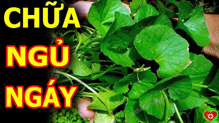 Ăn gì trị ngủ ngáy? Tiết lộ những thực phẩm tốt để giúp bạn khỏi tình trạng này